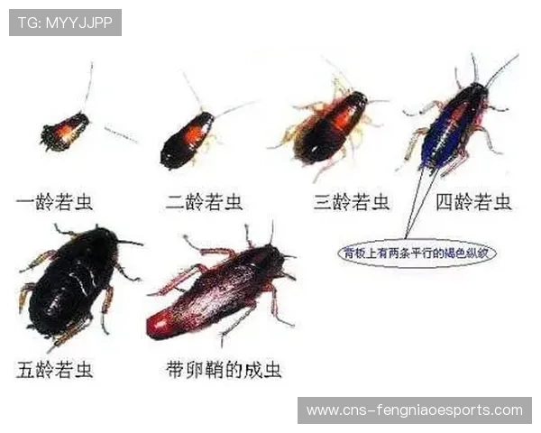 全运会工作人员澄清赛场昆虫为飞蛾而非蟑螂，维护赛事形象